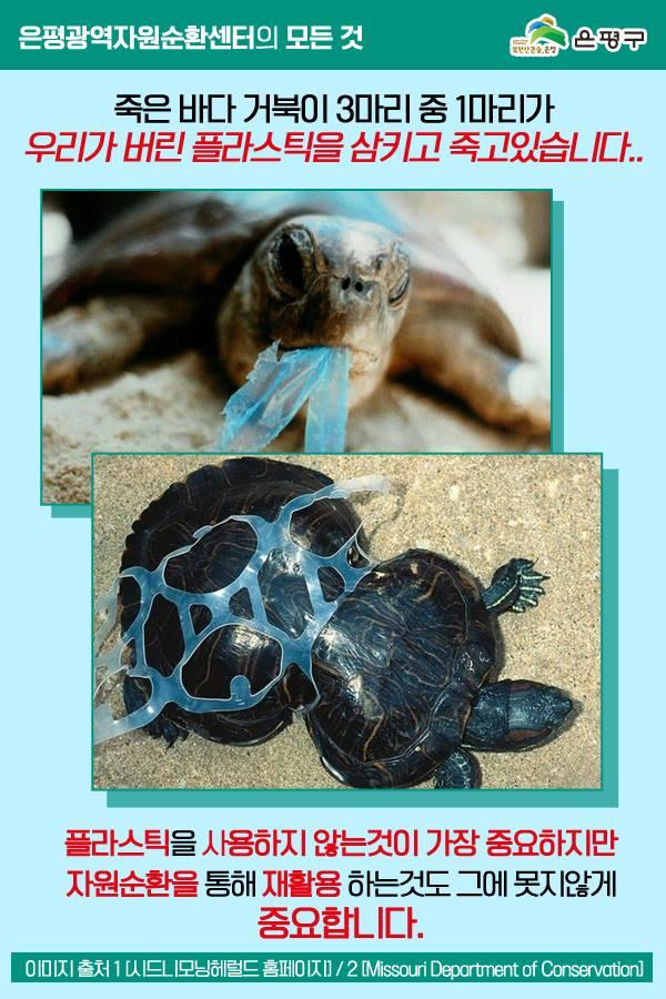 죽은 바다 거북이 3마리 중 1마리가 우리가 버린 플라스틱을 삼키고 죽고 있습니다.