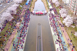 Bulgwangcheon Cherry Blossom Festival photo